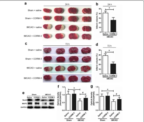 Fig. 1 CORM-3 treatment reduces infarct volume and increases the expression of NeuN and MAP2.brain infarct volume in each group at 24 h ( a, c Representative TTC staining illustrates thea) and 72 h (c) after tMCAO or sham surgery; areas of infarct remain w