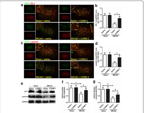 Fig. 5 CORM-3 increases the expression of ZO-1 and laminin on day 3 after cerebral infarction.images show double immunofluorescence staining of CD31/laminin-positive cells in peri-infarction zones