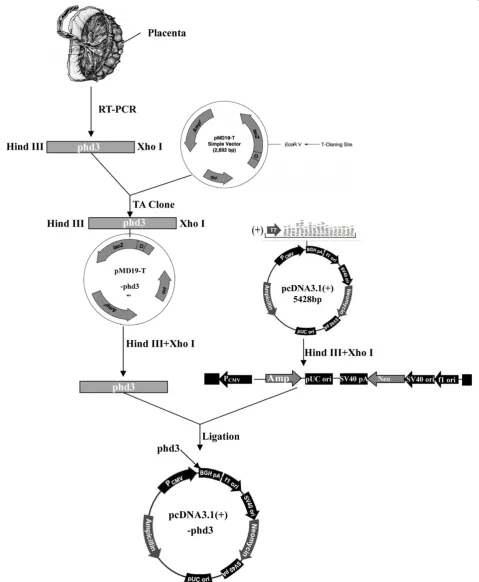Figure 1 Schematic representation of constructed recombinant pcDNA 3.1(+)-PHD3 eukaryotic expression vector.
