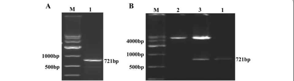 Figure 2 Identification of PHD3.( (A) Electrophoresis of full-length target gene RT-PCR product; M: DNA Marker DL10,000, 1: PHD3.B) Hind III and Xho I digestion and electrophoresis of pcDNA 3.1(+)-PHD3 eukaryotic expression vector; M: DNA Marker DL10,000, 1: PHD3,2: pcDNA 3.1(+) plasmid digested by Hind III and Xho I, 3: pcDNA 3.1(+)-PHD3 plasmid digested by Hind III and Xho I.