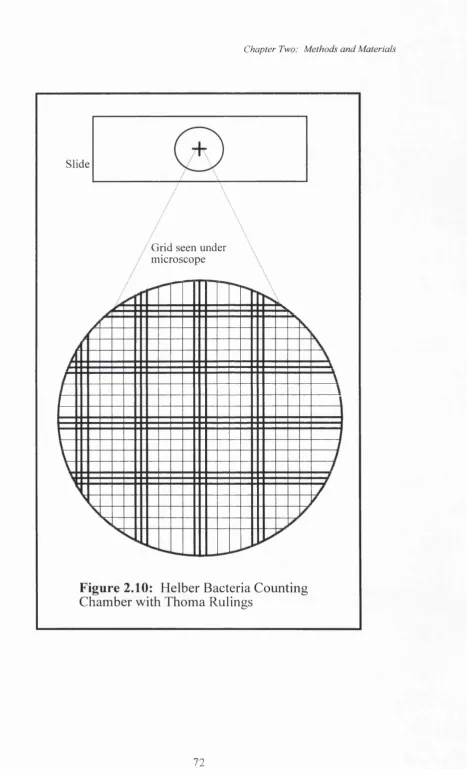 Figure 2.10: Helber Bacteria Counting Chamber with Thoma Rulings