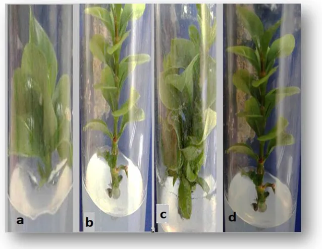 Table (2): The combination effect of 2.0 mg/l BAP and different concentrations of IBA on morphogenesis of Ixora coccinea 