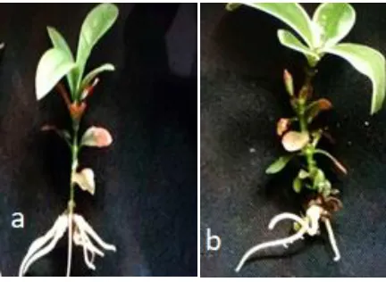 Table 3: Effect of different types and concentrations of auxins on root initiation of Ixora coccinea plantlet derived from shoot tip explant