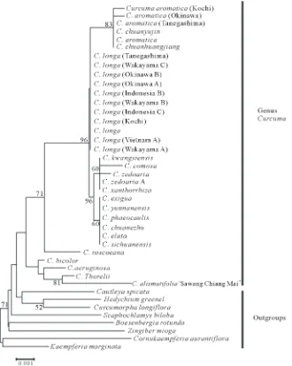 Figure 2. Phylogenetic tree of Curcuma species in the ETS region of nrDNA using the NJ method