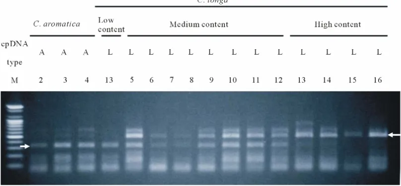 Figure 4. PCR-RFLP profile of various lines of C. longalonga and C. aromatica. Arrows indicate expected fragments of both C
