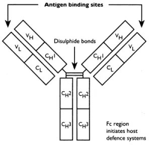 Figure 1: Structure of normal antibody. This diagram mentions the parts of antibody and its binding sites along with the sulfide bonds [7]