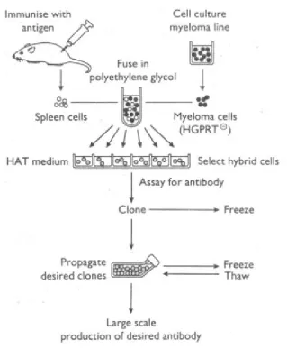 Figure 2: Procedure of hybridoma technique. Here the steps followed in hybridoma technique is mentioned and described at last the production of MAbs is shown [7]