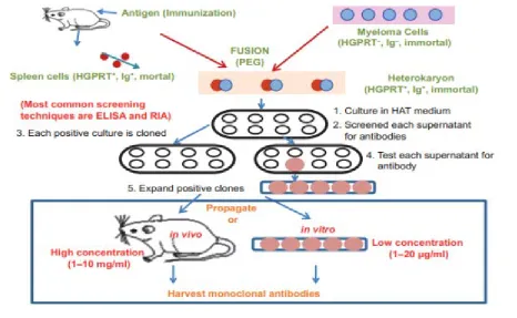 Figure 4: In vitro and in vivo methods. This diagram clearly differentiates in vitro and in vivo method and how the MAb is produced using both the techniques [14]