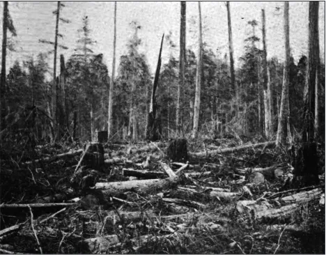 Figure 2.  A slashing before the fire—the mass of debris is too thick to permit reproduction—western Washington.