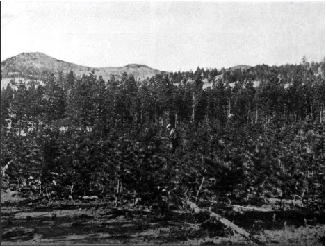 Figure 5.  Two generations of lodgepole pine in even-aged growth after fire—the groups are twelve and fifty years old respectively.