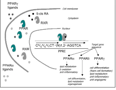 Figure 8  The short characteristic of PPARs.  