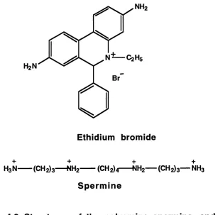 Figure 4.2. Structures of the polyamine spermine, and the intercalating agent, ethidium bromide.