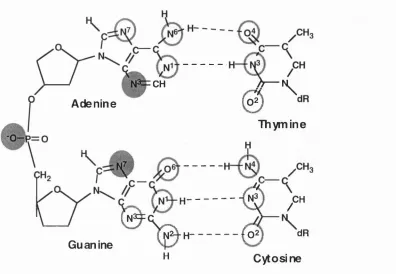 Figure 1.2. Reactive centres in DNA. The most reactive sites are shown by shaded circles, whilst less reactive sites are circled.