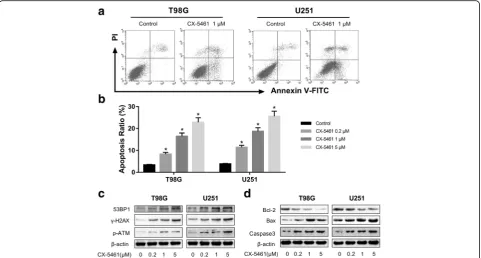 Fig. 7 Short-term apoptosis was evoked by CX-5461-induced DNA damage response.p-ATM, which are hallmarks of DNA double-strand break response.manner in T98G and U251 cells