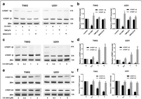Fig. 4 CX-5461 altered hTERT alternative splicing in GBM cells.48 h) markedly altered its splicing patterns, leading to a sharp decrease of hTERT+ a The expression of hTERT transcripts were investigated by RT-PCR analysis