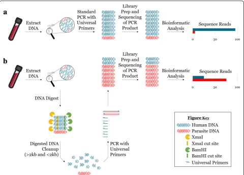 Fig. 1 Reduction of host DNA by restriction enzyme digestion enhances PCR amplification of parasite DNA