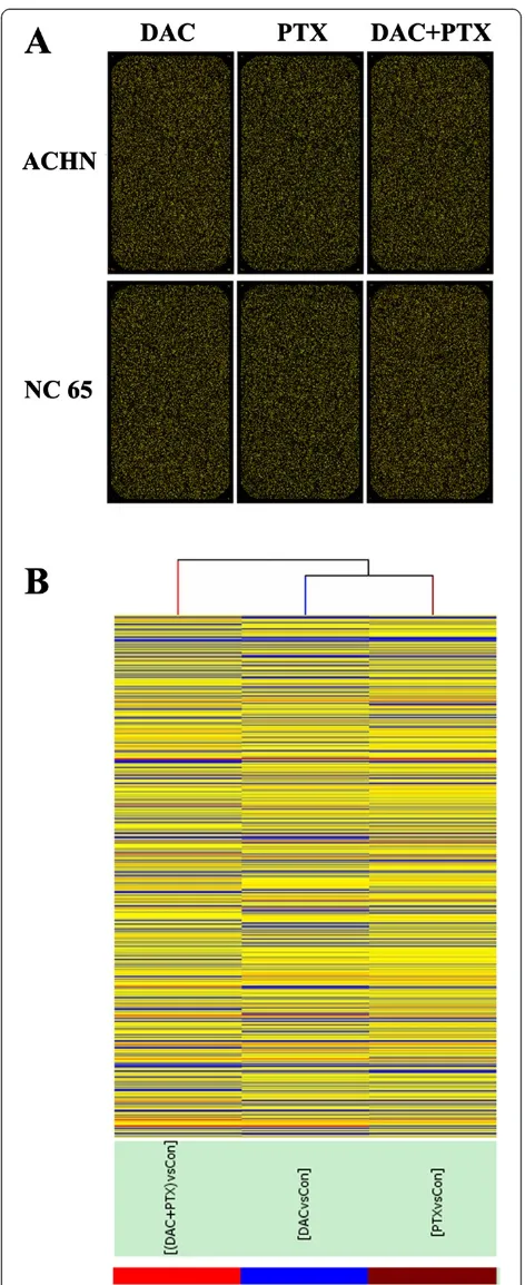 Figure 1 Scanned images of cDNA microarray are displayed in(A) and (B) and the result of hierarchical clustering onconditions shows a distinguishable gene expression profilingamong samples
