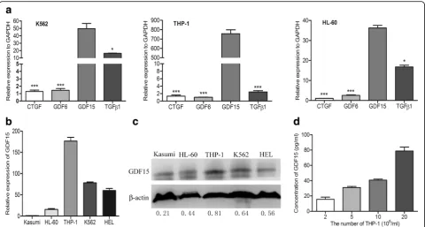 Fig. 2 AML cell lines highly express GDF15.was used as an internal control for RT-qPCR and Western blotting analysis.of GDF15 in different cell lines (Kasumi, HL-60, THP-1, K562 and HEL)