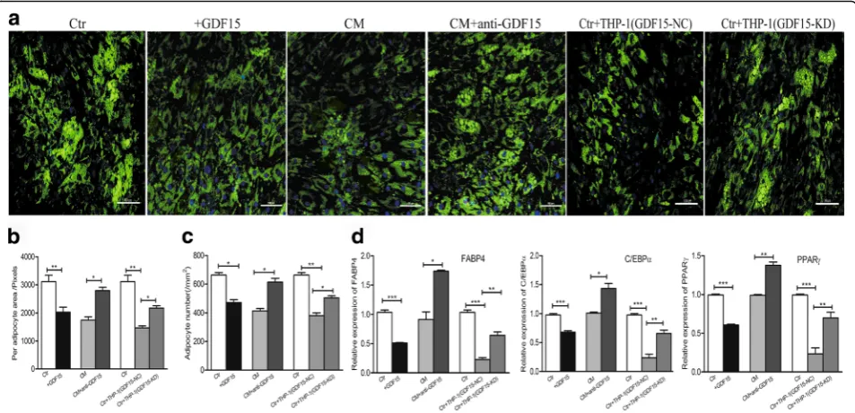 Fig. 3 Contribution of GDF15 secreted by leukemic cells to the adipocyte remodeling.group was analyzed by using Image-Pro-Plus 5.1