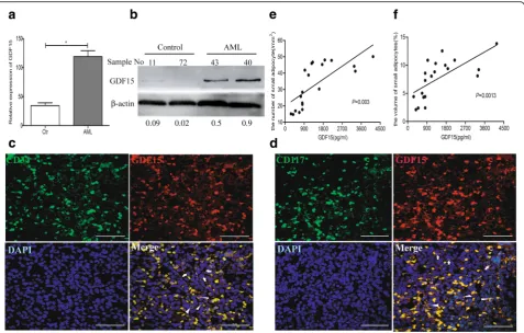 Fig. 5 The relationship of GDF15 expression and small marrow adipocytes in AML patients