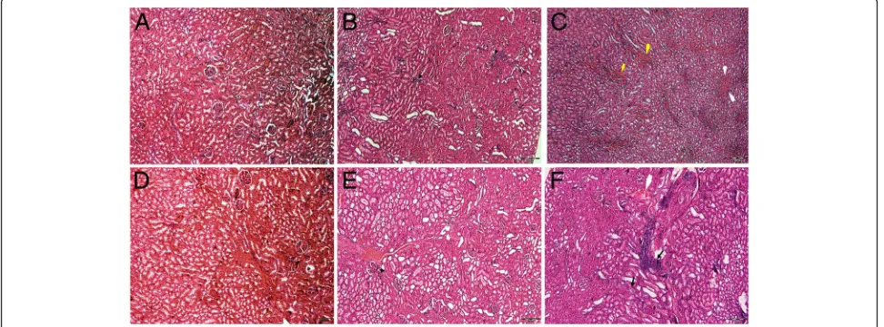 Fig. 1 Tissue sections representing histopathological results for liver examination using routine Hematoxylin & Eosin (H&E) stain