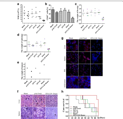 Fig. 6 ZFNs impairs the pathogenecity of bcr-abl in mice.protein by immunofluorescent assay infiltrating.in groups of Blank, pAd-Trackand or ZFN-L/R + donor was analysed by H&E