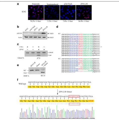 Fig. 2 ZFNs induced gene editing of bcr-abl gene.mediated gene editing revealed by T7E1 assay and the results indicated by agarose gel eletrophoresis