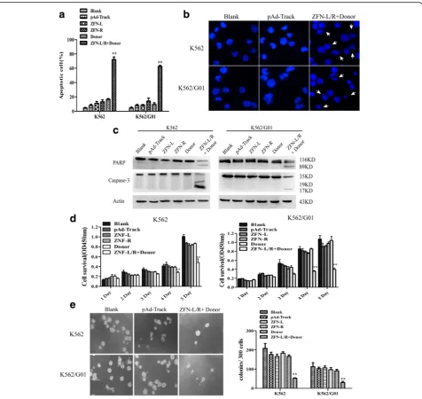 Fig. 4 ZFNs induces apoptosis and inhibits proliferation of CML cells. K562 and K562/G01 cells were respectively nucleofected with pAd-Track,ZFN-L, ZFN-R, Donor or ZFN-L/R and donor