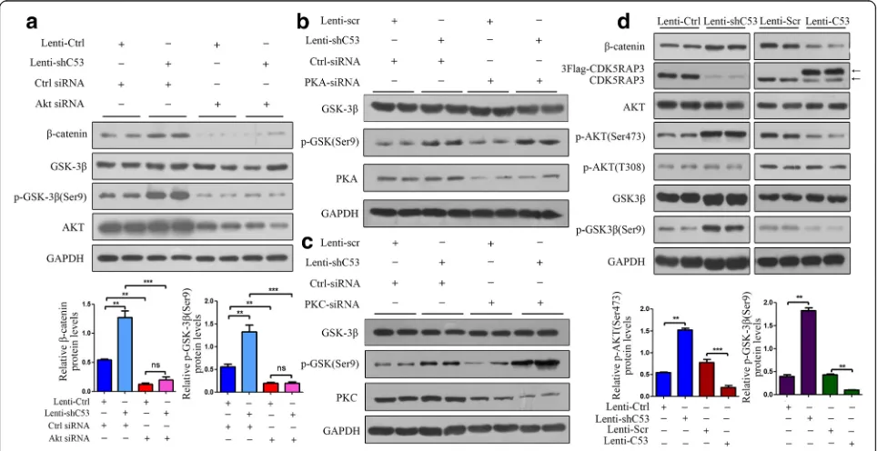 Fig. 1 CDK5RAP3 controlsconfirmed by Western Blotting. Knockdown of CDK5RAP3 increased the protein levels of p-AKT (S473) and p-GSK3p-GSK3were transfected with AKT siRNA