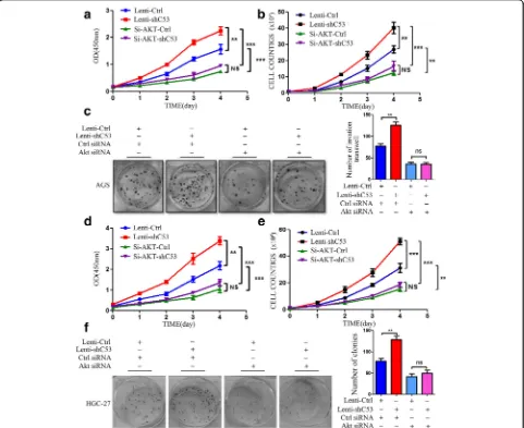 Fig. 2 AKT silencing repressed the tumorigenicity of CDK5RAP3 knockdown gastric cancer cells