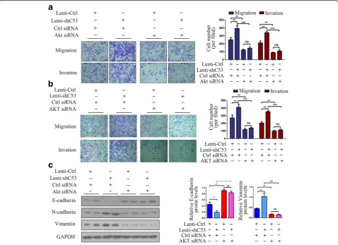 Fig. 3 AKT silencing repressed the migration and invasion of CDK5RAP3 knockdown gastric cancer cells.Pchanged whether CDK5RAP3 was knocked down or overexpressed (**,downregulation on AGS and HGC-27 cell migration and invasion was rescued by AKT siRNA trans