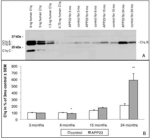 Figure 2mouse forebrainAge dependency of C1q protein levels in APP23 and control Age dependency of C1q protein levels in APP23 and control mouse forebrain