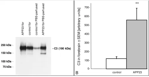 Figure 3C3 protein in perfused and non-perfused APP23 and control forebrainC3 protein in perfused and non-perfused APP23 and control forebrain