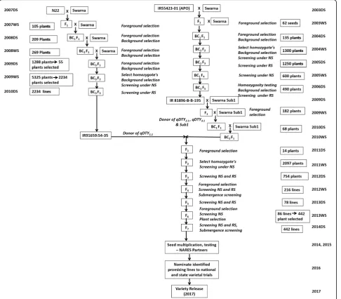 Fig. 5 Detailed scheme for the development of Swarna-Sub1 NILs. Details on the foreground, background selection and the number of plantsselected in every generation using marker assisted backcrossing breeding approach