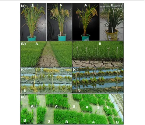 Fig. 1 adrought stress condition; submergence tolerance of introgressed NILs compared to Swarna ( The morphological differences between Swarna and introgressed NILs; b field view of introgressed NILs under reproductive stagec) one day after draining; d six