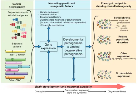 Figure 1 Neurodevelopmental model of schizophrenia, informed by new molecular genetic discoveries
