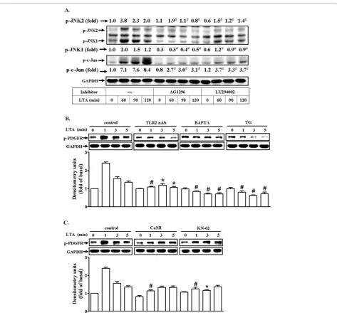Figure 6 LTA induces MMP-9 expression via Cawith AG1296 (102+/CaMKII-dependent transactivation of PDGFR in RBA-1 cells