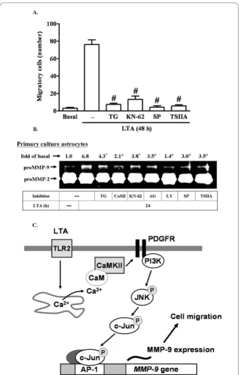 Figure 8 LTA induces astrocytic migration through Cainternal stores and activation of CaM/CaMKII-dependenttransactivation of PDGFR and PI3K-JNK cascades, leading toactivation of c-Jnu/AP-1