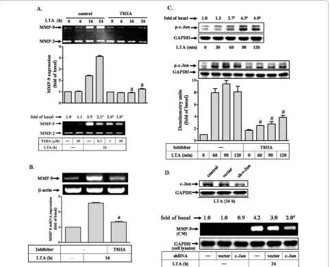 Figure 1 c-Jun/AP-1 plays a critical role in LTA-induced MMP-9 expression. (A) Time dependence of LTA-induced proMMP-9 expressionand activity