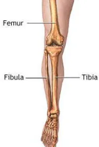 Figure 1. Lower Leg Bone of  Human Body 
