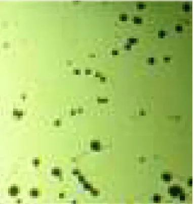 Figure 9. Microscopic of curcumin  (normal mode), 400x 