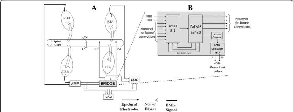 Figure 1A shows the schematic of the electronic bridgeand the experimental setup. The EMG signals from the