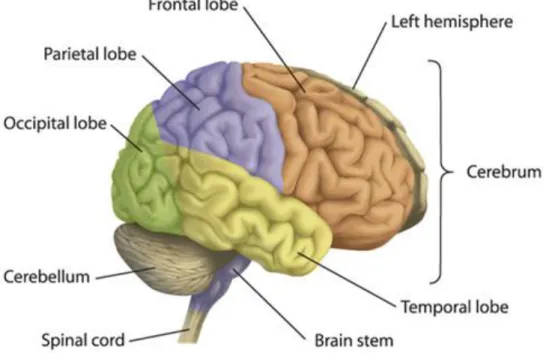 Figure 1.1: Anatomical areas of the brain (source [2]) 