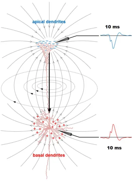 Figure 1.3: A cortical pyramidal cell, showing the current flow contributing to the surface  EEG (source [9]) 