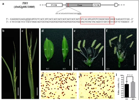 Fig. 1 The CRISPR/Cas9 target site ofStudent TH1 and phenotype of the KO plants. a Schematic of TH1 gene structure and the CRISPR/Cas9 target site.TH1 contains a single exon indicated by gray rectangles