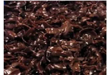 Fig. 2. Treated Pistachio vera shell powder (TPVSP)