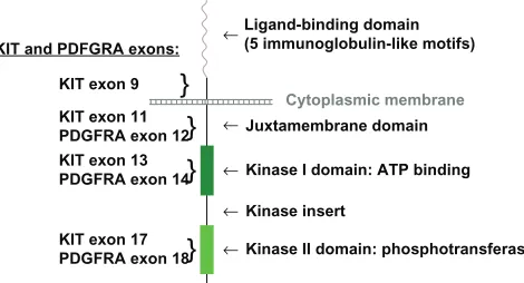Figure 3 Schematic representation of Abbreviations: KIT and PDGFRA receptor tyrosine-kinase.ATP, adenosine triphosphate; PDGFRA, platelet-derived growth factor receptor alpha polypeptide.