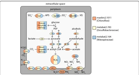 Fig. 2 Genome cartoon of three representative candidate sulfate reducers. The cartoon displays metabolic pathways encoded by a Chloroflexi(orange), Desulfobacteraceae (yellow), and Nitrospiraceae (blue) genome