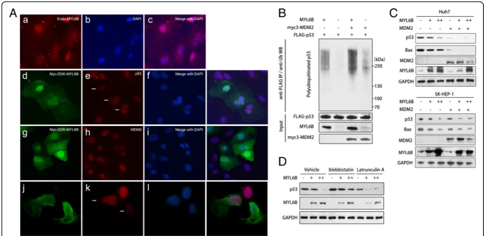 Fig. 2 MYL6B negatively regulates p53 by promoting its’ ubiquitination. (a) Huh7 was processed for immunofluorescence analysis with anti-MYL6B(a-c)