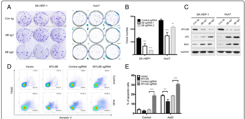 Fig. 4 MYL6B oncogene dependency in human HCC cell lines. (a, b) SK-HEP-1 and Huh7 were infected with MYL6B specific sgRNA (6B sg1 and6B sg2) and control sgRNA